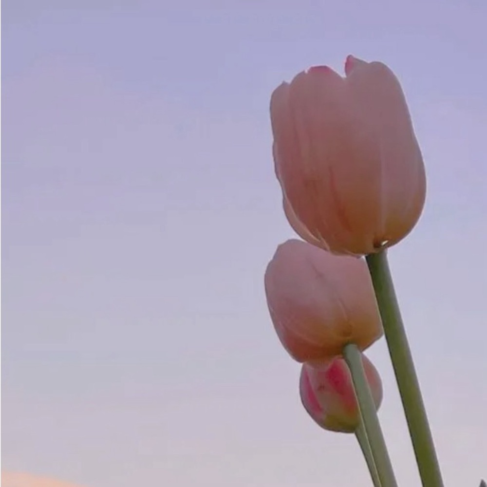 Meet your Posher, Dolores